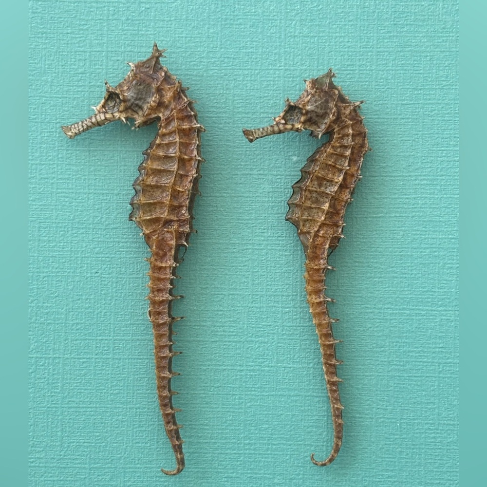 Set of 2 vintage REAL dried seahorses.